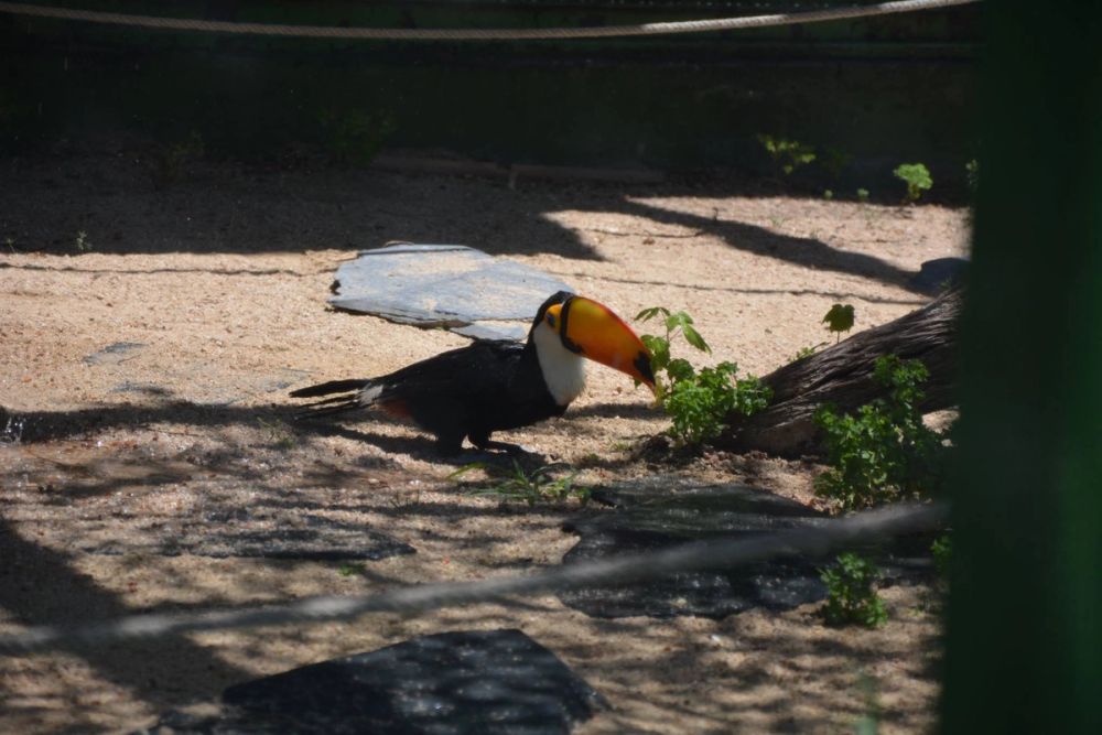 zoo 07-07-2018