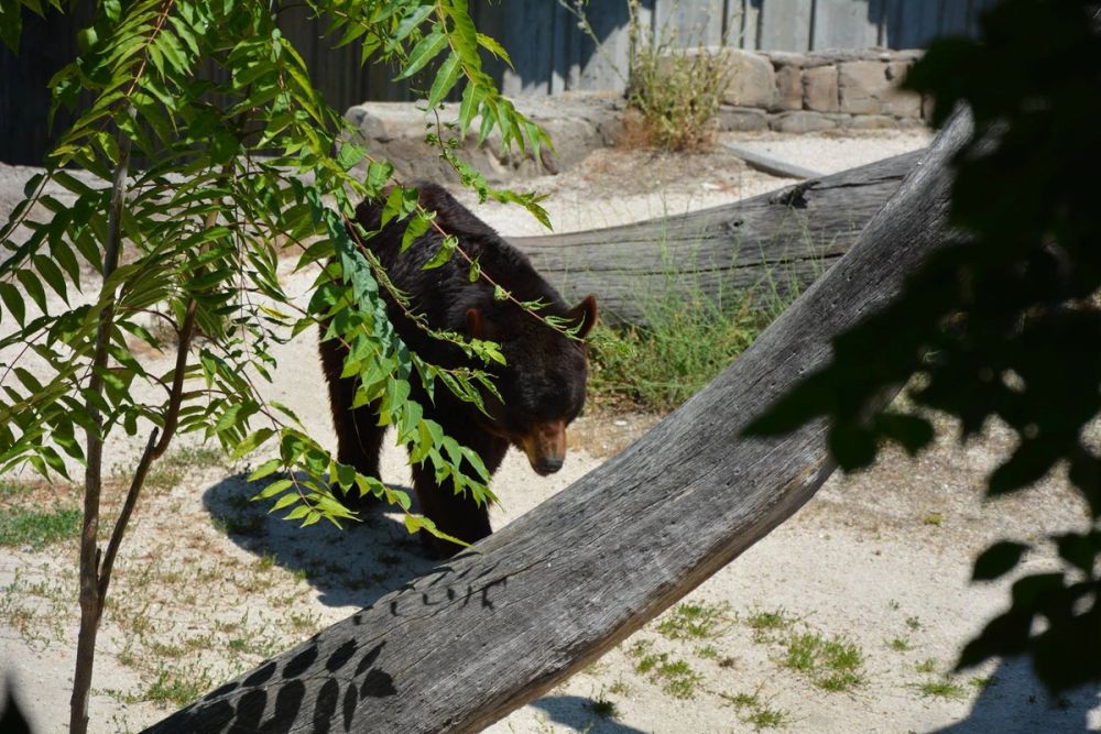 zoo 07-07-2018