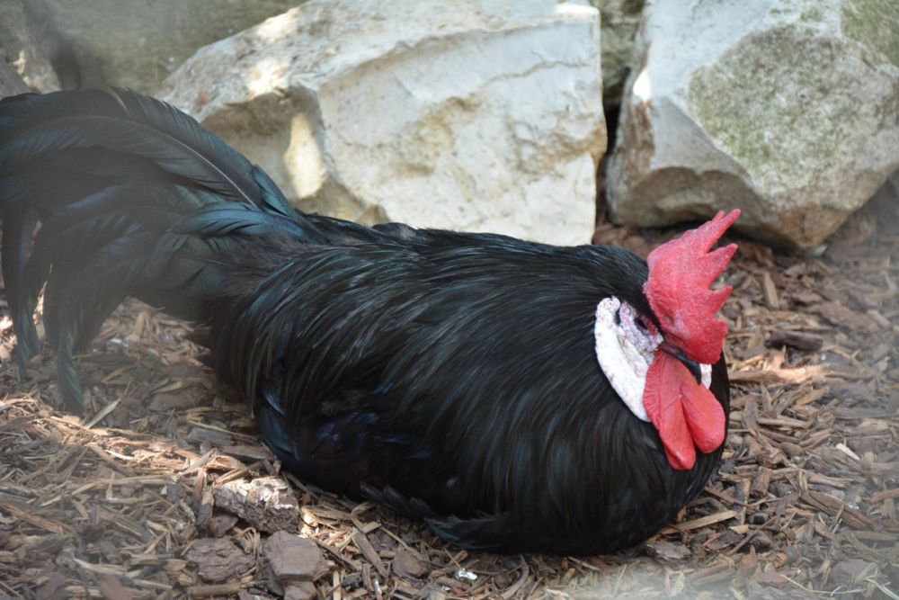 zoo 07-07-2018