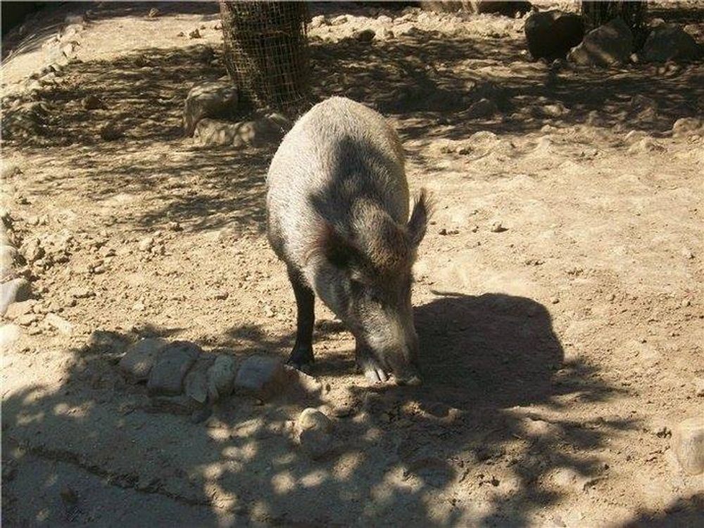 zoo 2010