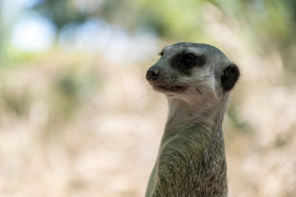 Faunia 04-08-2026
