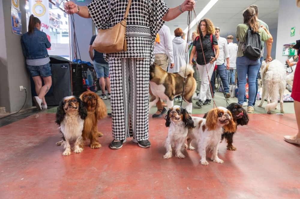 Exposicion canina (ciudad real) 02-06-2024