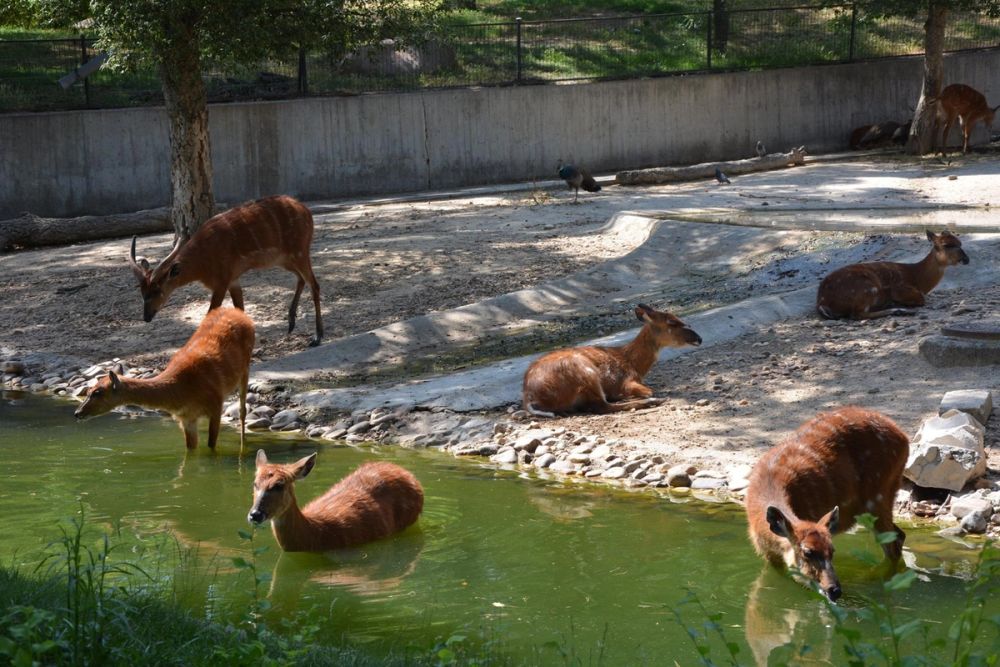zoo 07-07-2018