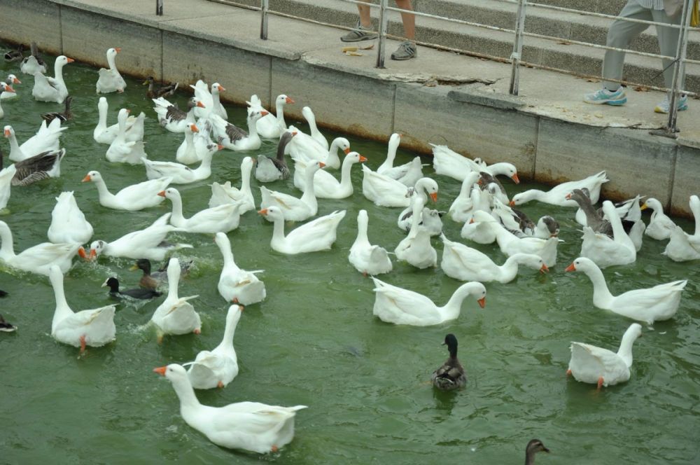 Ocas y patos en parque polvoranca (Leganes) 30-08-2014