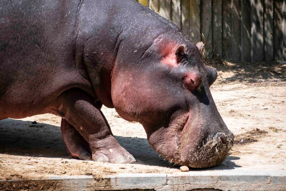 Zoo 29-07-2026