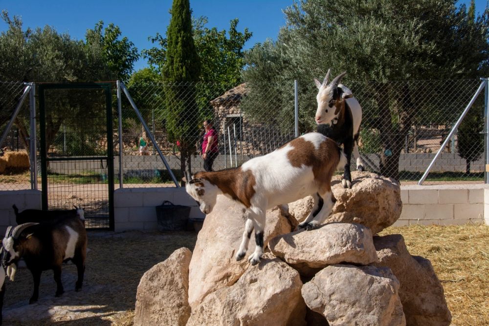 Zoo de Lillo 03-09-2022