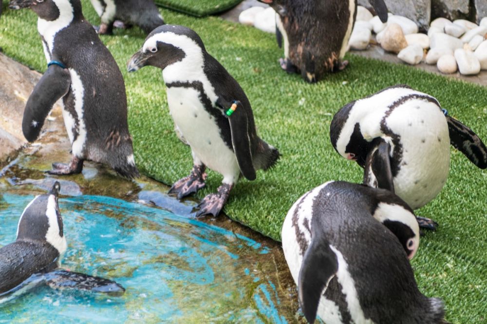 Zoo 17-08-2024