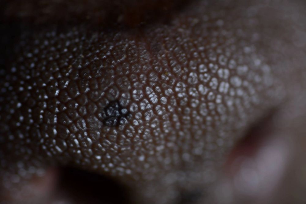 Fotografia Macro 2018