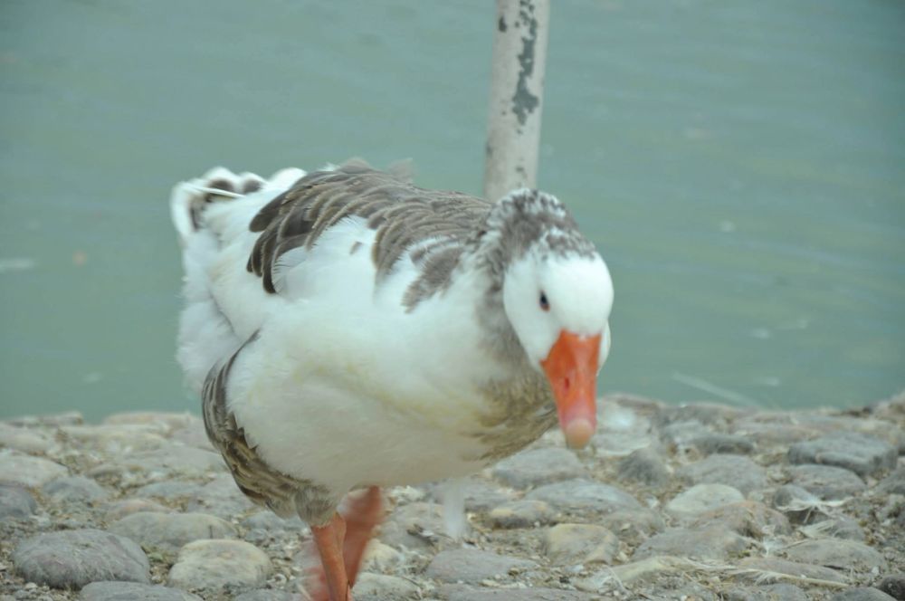 Ocas y patos en parque polvoranca (Leganes) 30-08-2014