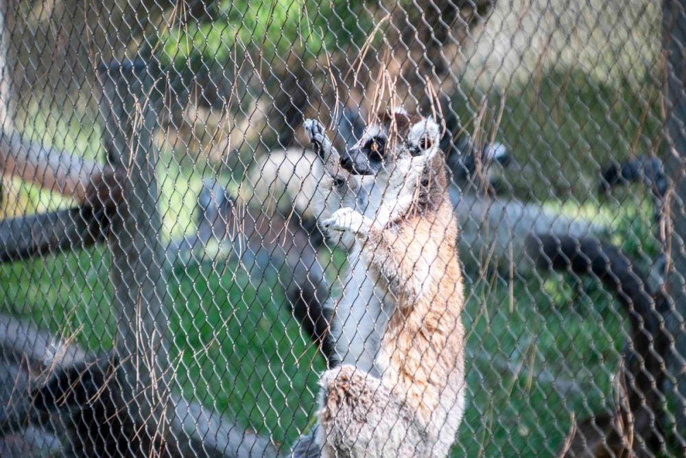 Zoo 29-07-2026