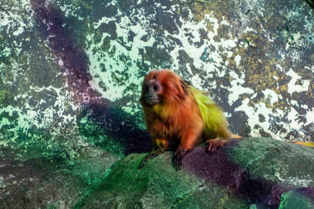 Faunia 04-08-2026