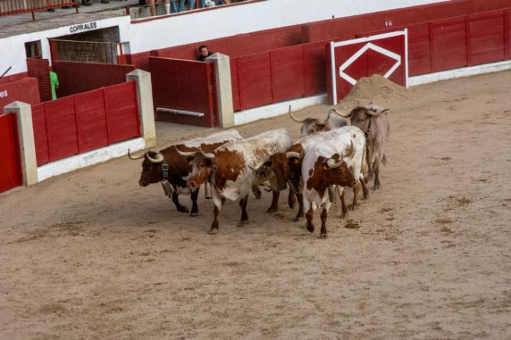 Toros en Colmenar Viejo 22-08-2019