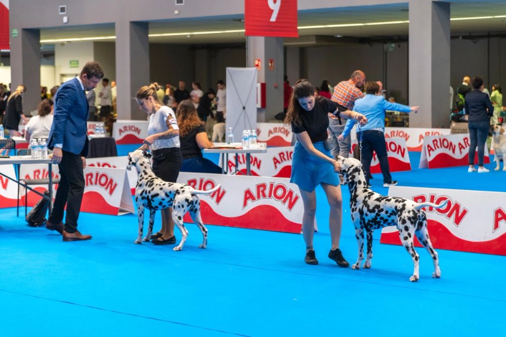 Exposicion canina (ciudad real) 01-06-2024