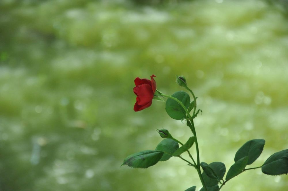 Parque del Retiro (Madrid) 30-05-2015