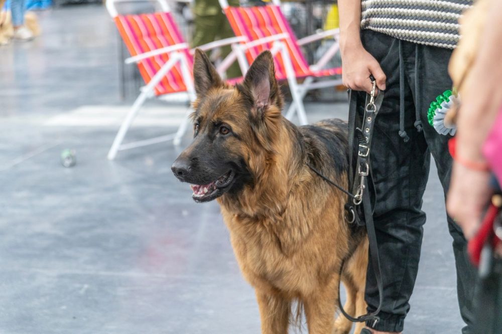 Perretes de la Exposicion canina (ciudad real) 02-06-2024
