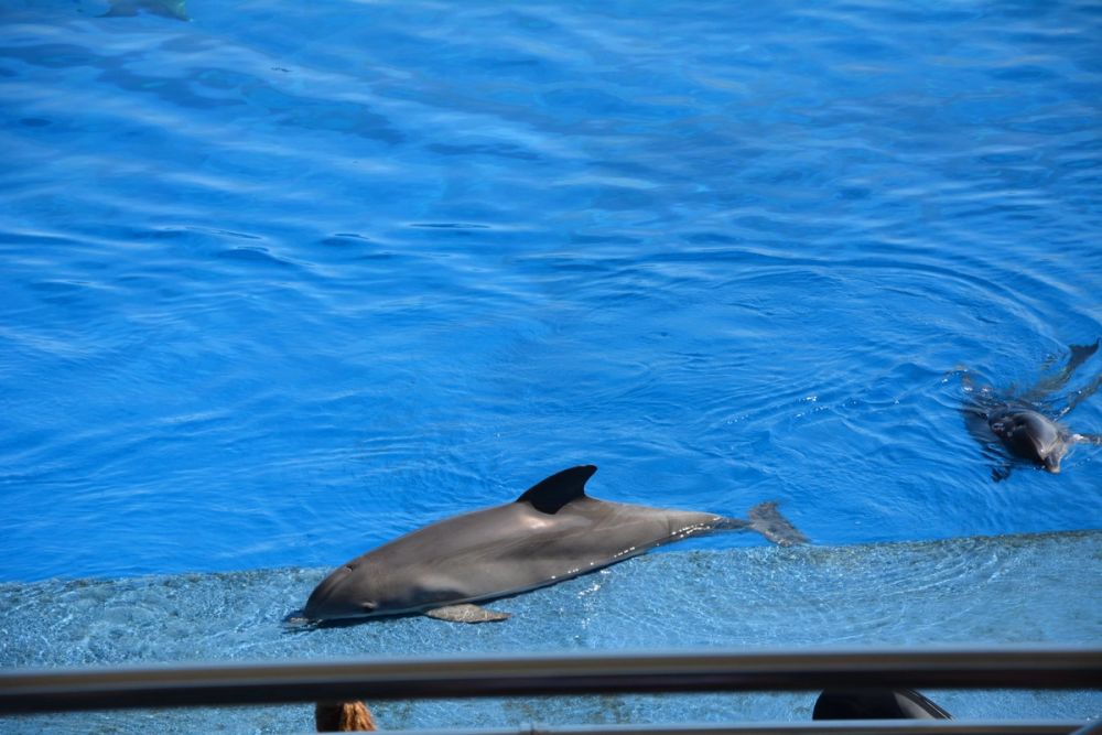 Oceanografic 2022