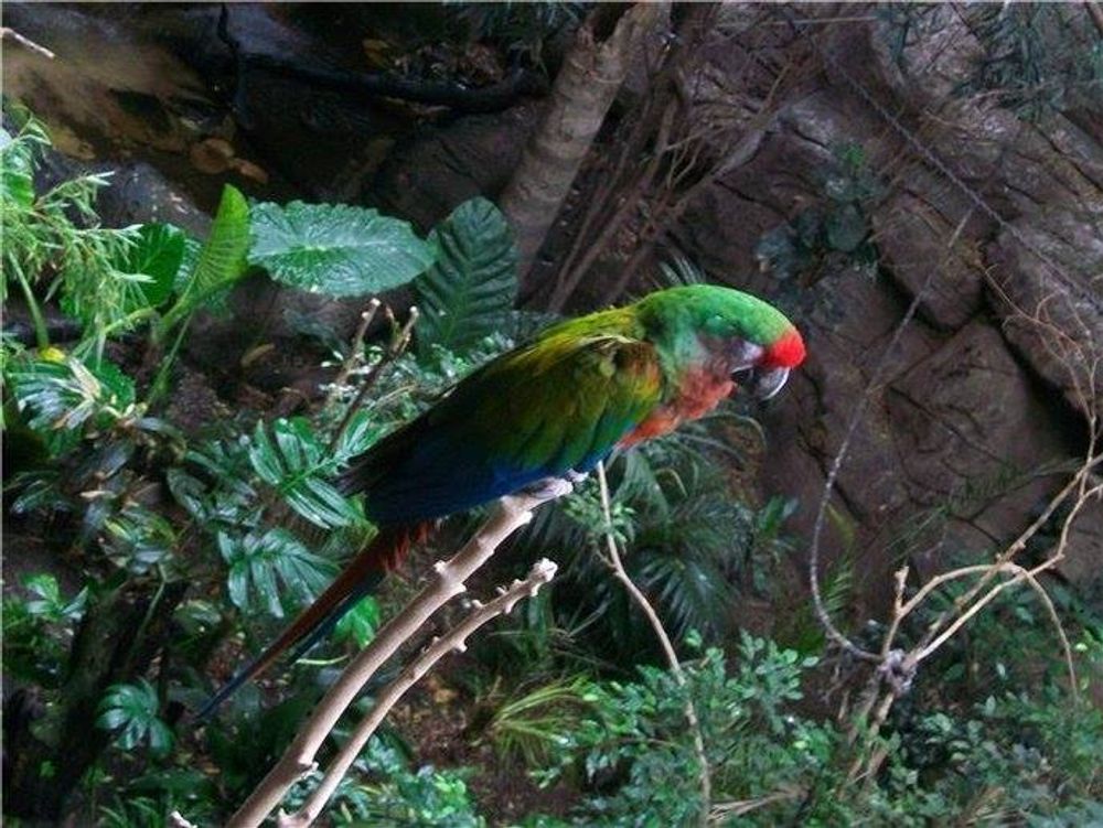 Faunia 2010