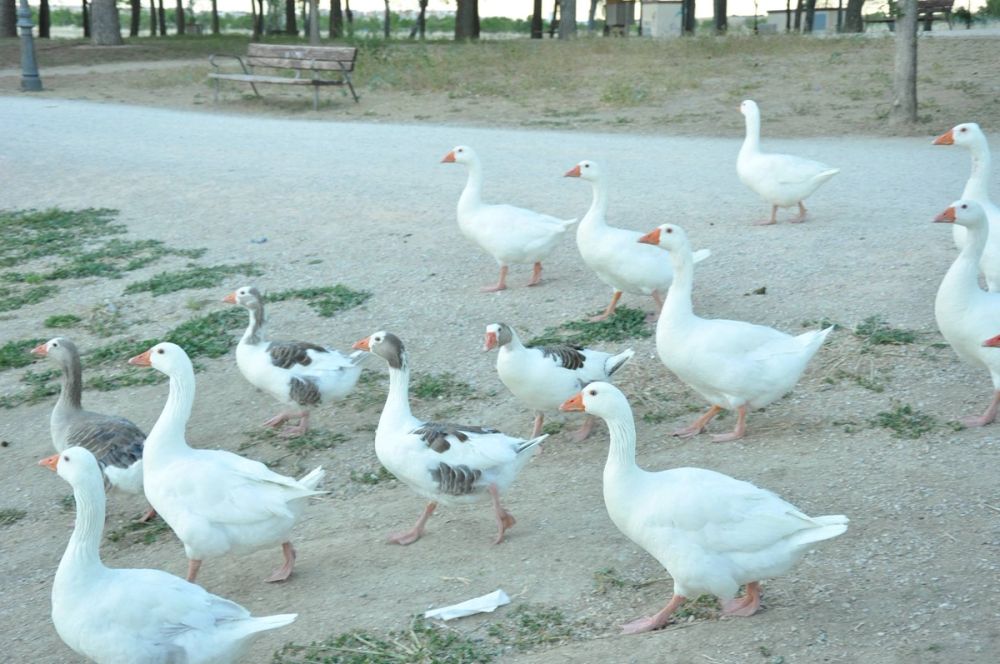 Ocas y patos en parque polvoranca (Leganes) 28-05-2015