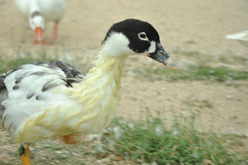 Ocas y patos en parque polvoranca (Leganes) 30-08-2014
