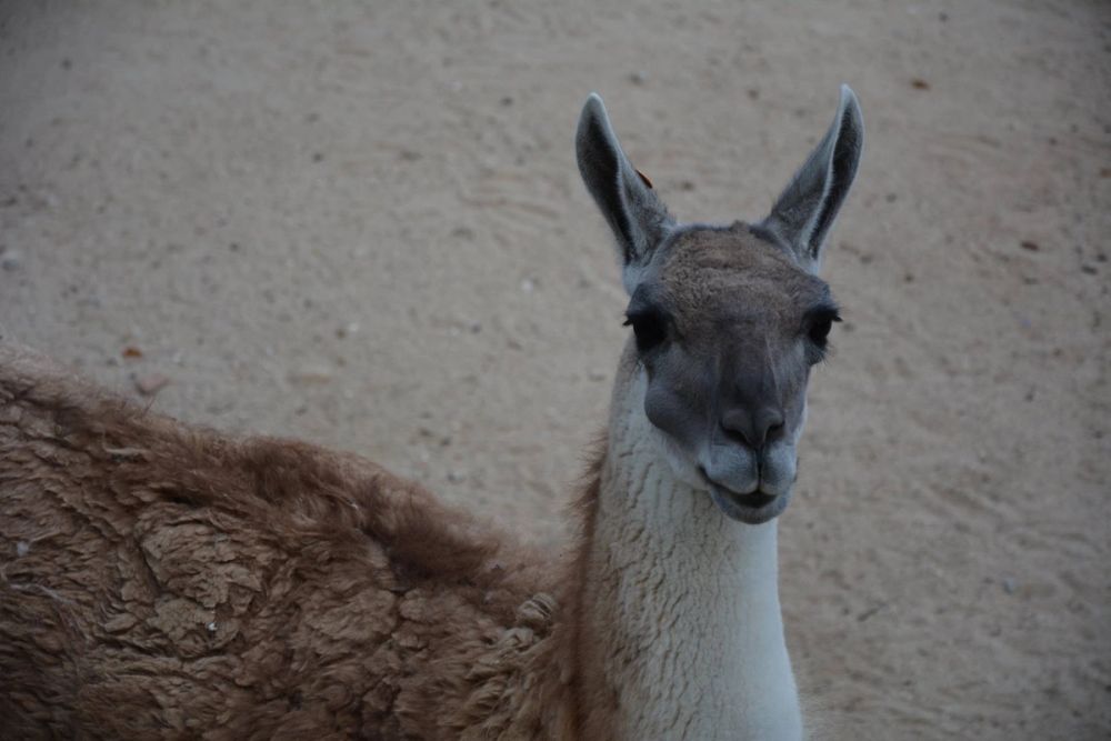 zoo 07-07-2018