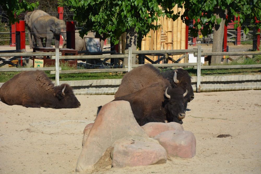 zoo 07-07-2018