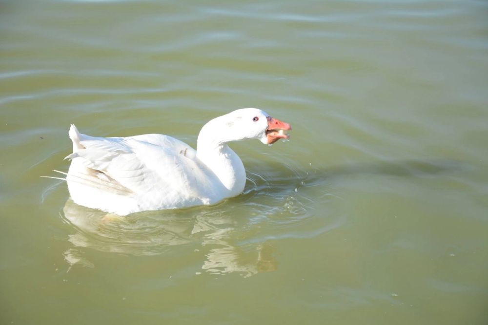 Ocas, patos y carpas en parque polvoranca (Leganes) 18-03-2017