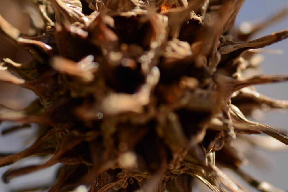 Fotografia Macro 2018