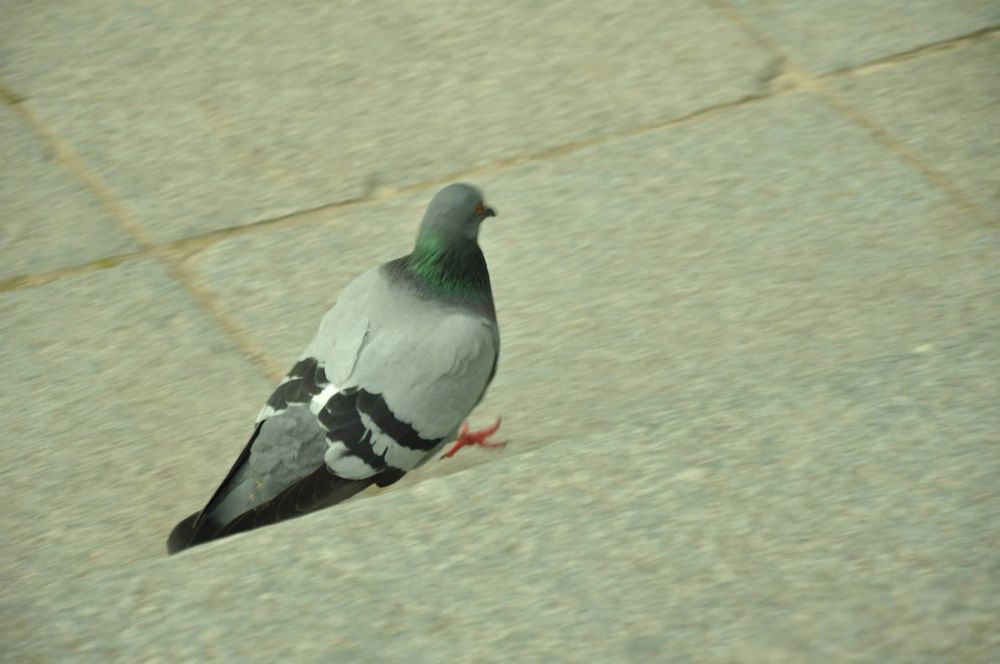 Parque Retiro (Madrid) 26-04-2014