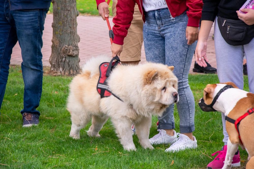 IV Ruta canina en Leganes 22-09-2019