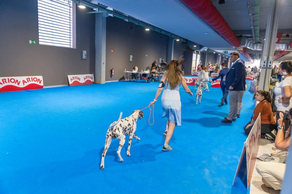 Exposicion canina (ciudad real) 02-06-2024