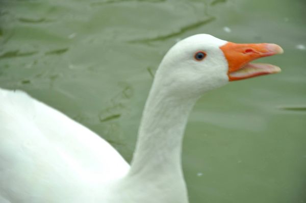 Ocas y patos en parque polvoranca (Leganes) 30-08-2014