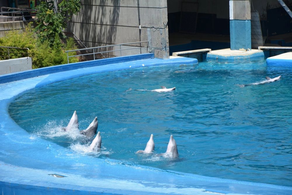 zoo 07-07-2018