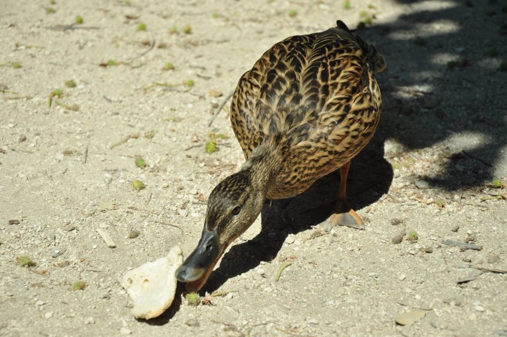 Parque del Retiro (Madrid) 30-05-2015