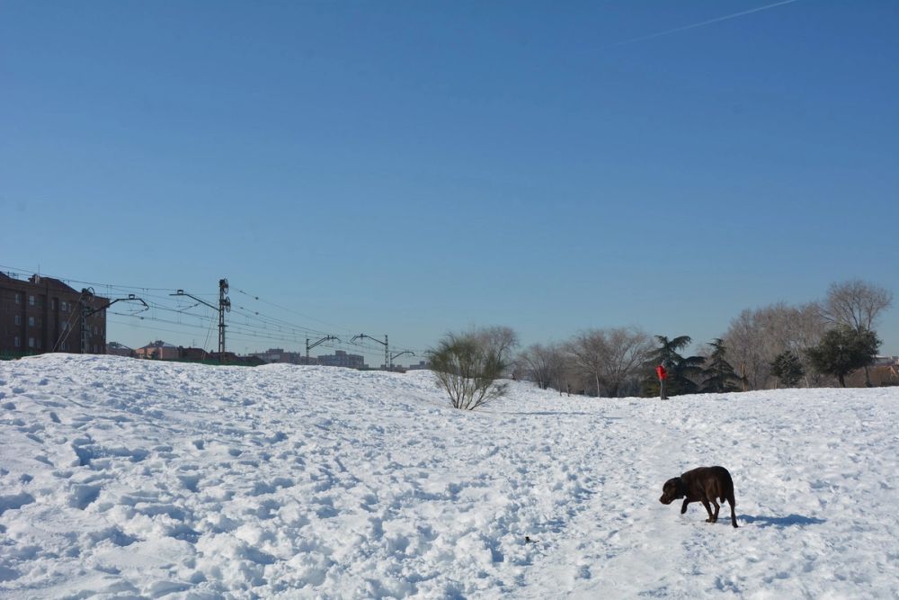Conan en la nieve (leganes) 2021