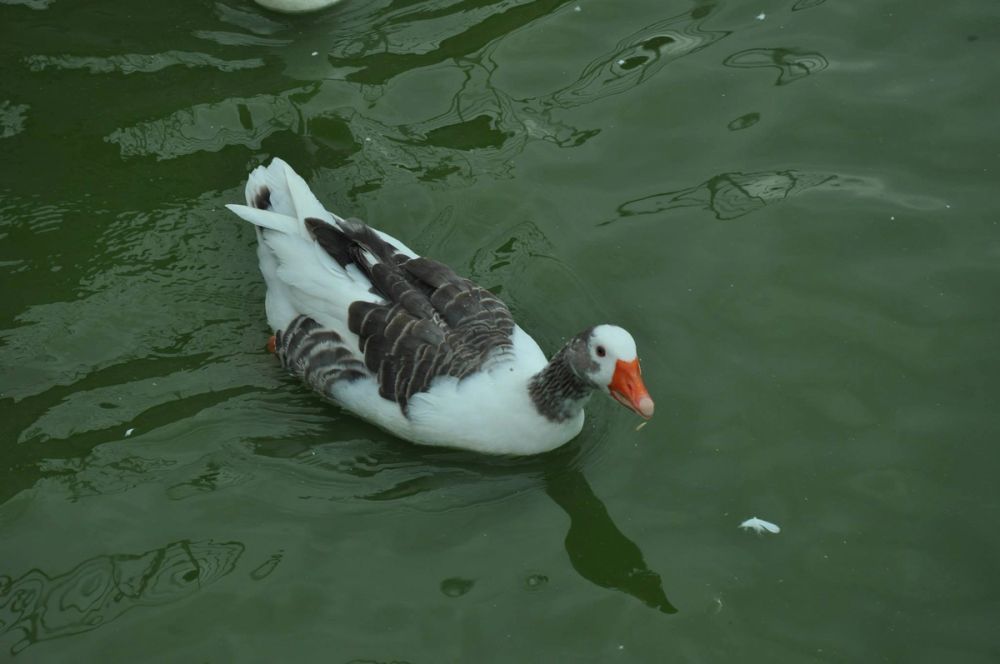 Ocas y patos en parque polvoranca (Leganes) 30-08-2014