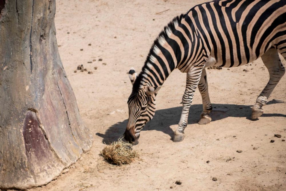 Zoo 29-07-2026