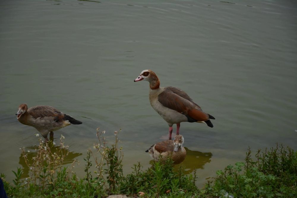 Naturaleza Parque polvoranca (Leganes) 10-06-2019