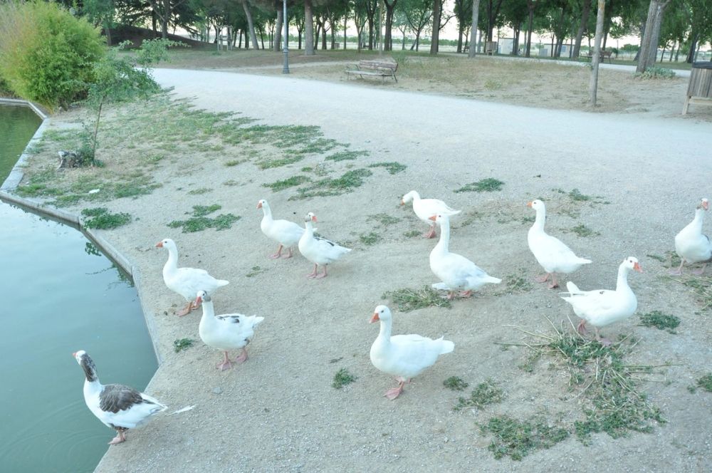 Ocas y patos en parque polvoranca (Leganes) 28-05-2015