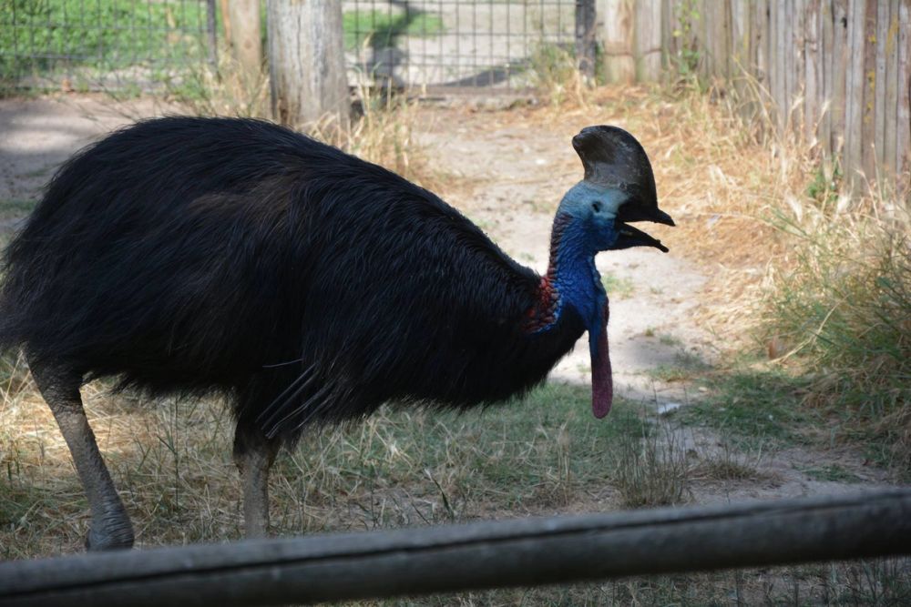 zoo 07-07-2018