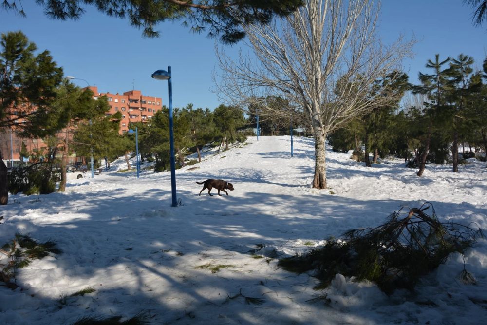 Conan en la nieve (leganes) 2021