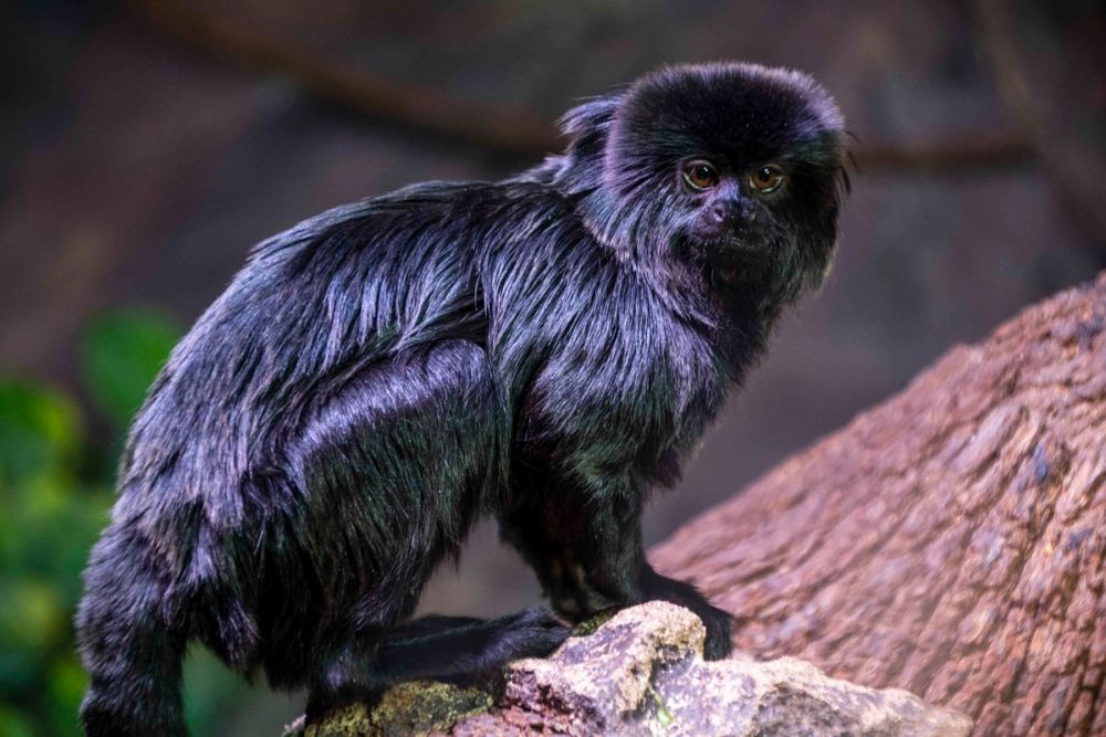 Faunia 04-08-2026