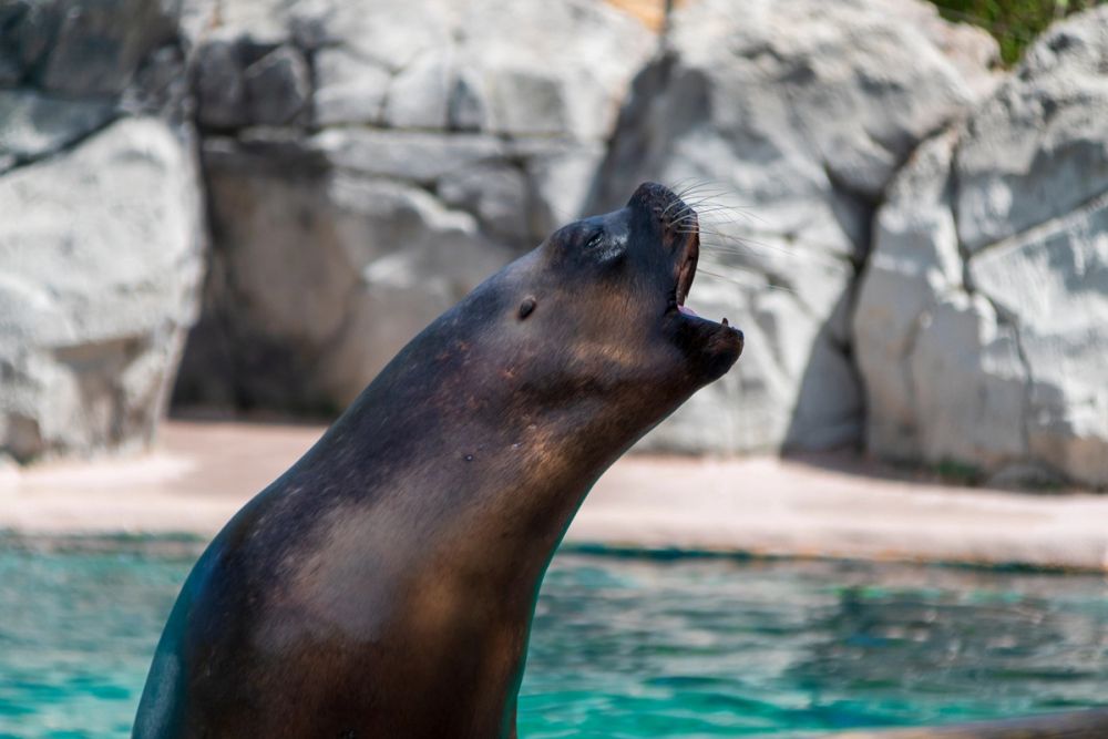 Zoo 17-08-2024