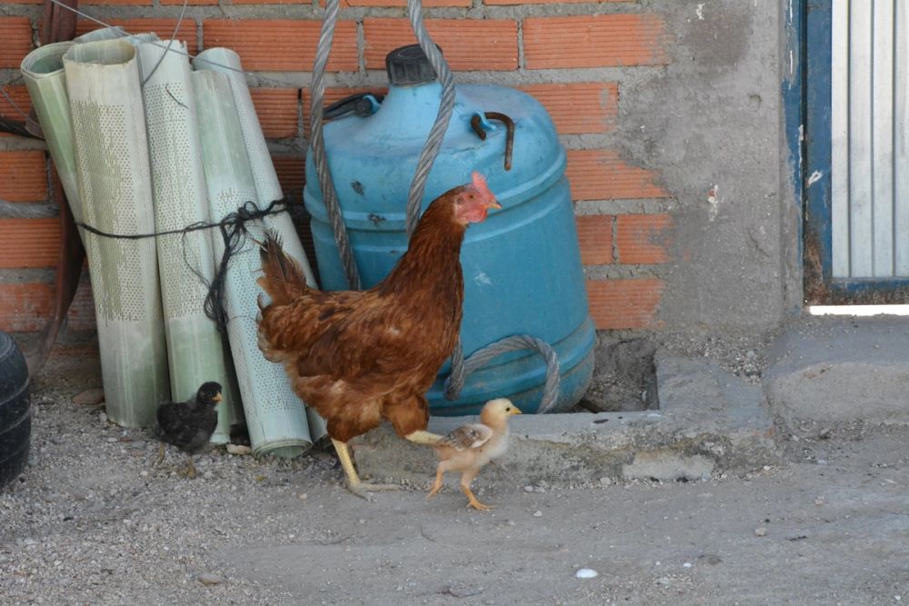 Gallinas de corral 