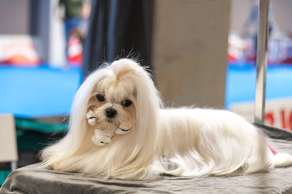 Perretes de la Exposicion canina (ciudad real) 02-06-2024