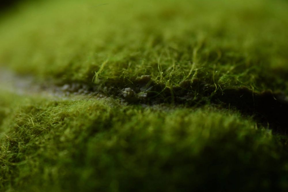 Fotografia Macro 2018