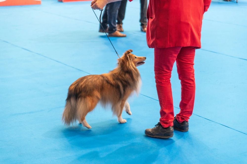 Exposicion canina (ciudad real) 01-06-2024