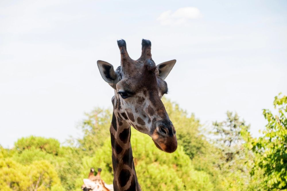 Zoo 17-08-2024