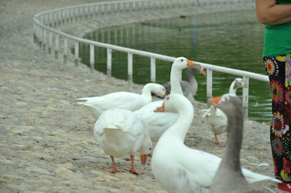 Ocas y patos en parque polvoranca (Leganes) 30-08-2014