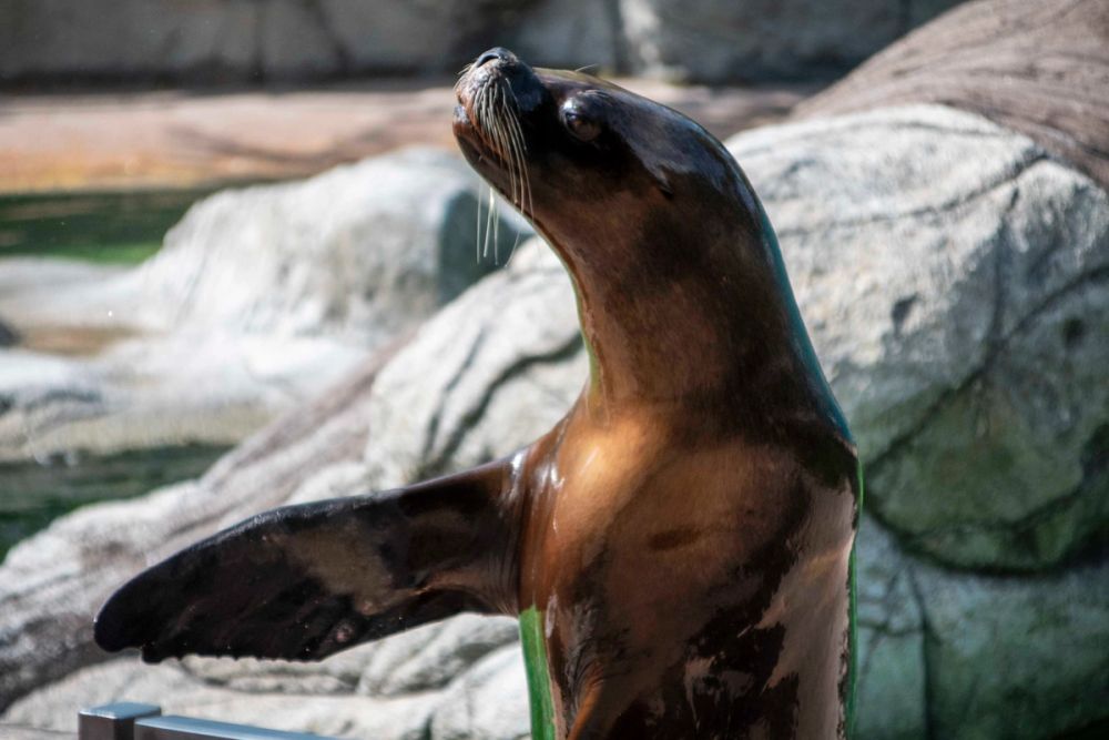 Zoo 29-07-2026