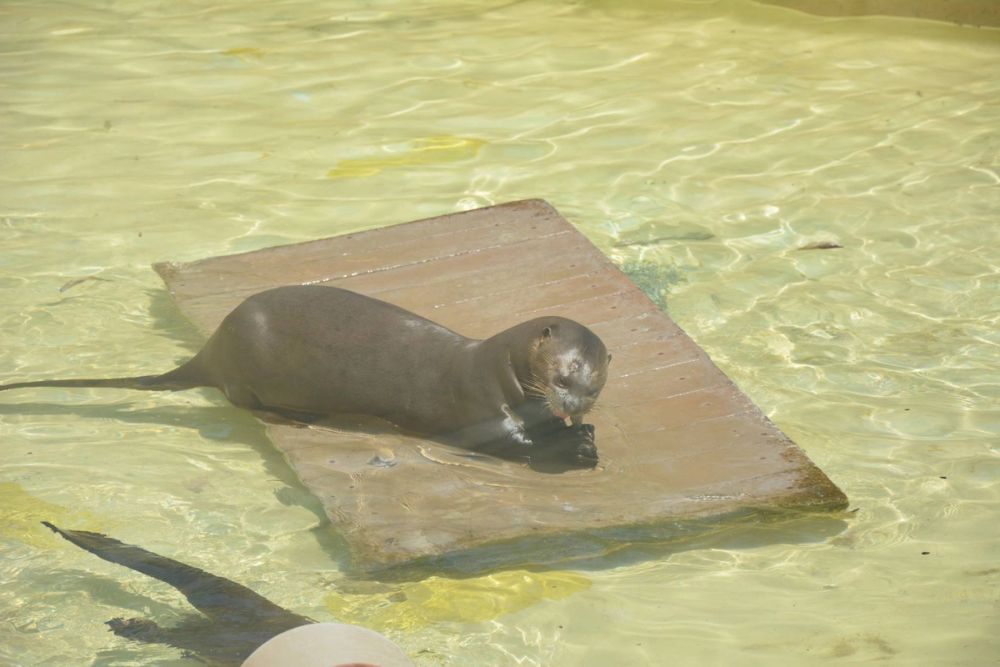 zoo 07-07-2018